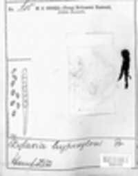 Xylaria hypoxylon image